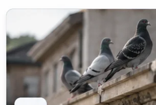Control ético de palomas y aves en edificios y comercios