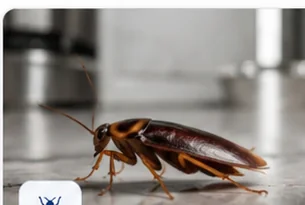 Cucaracha durante un servicio profesional de control de plagas